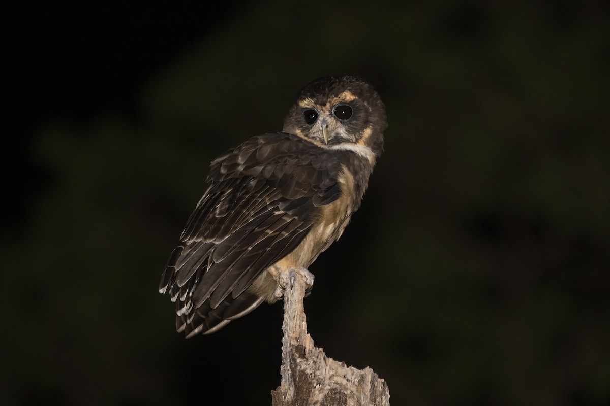 Tawny-browed Owl - ML613349762