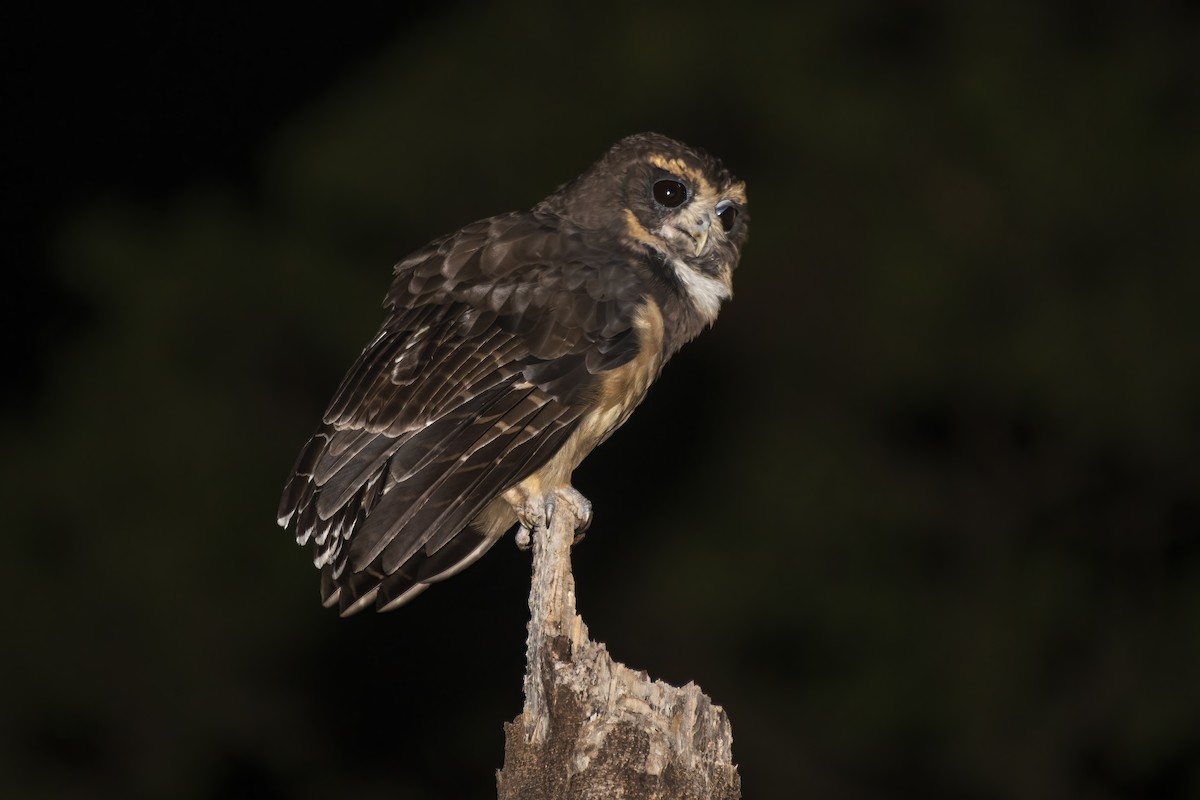 Tawny-browed Owl - ML613349763