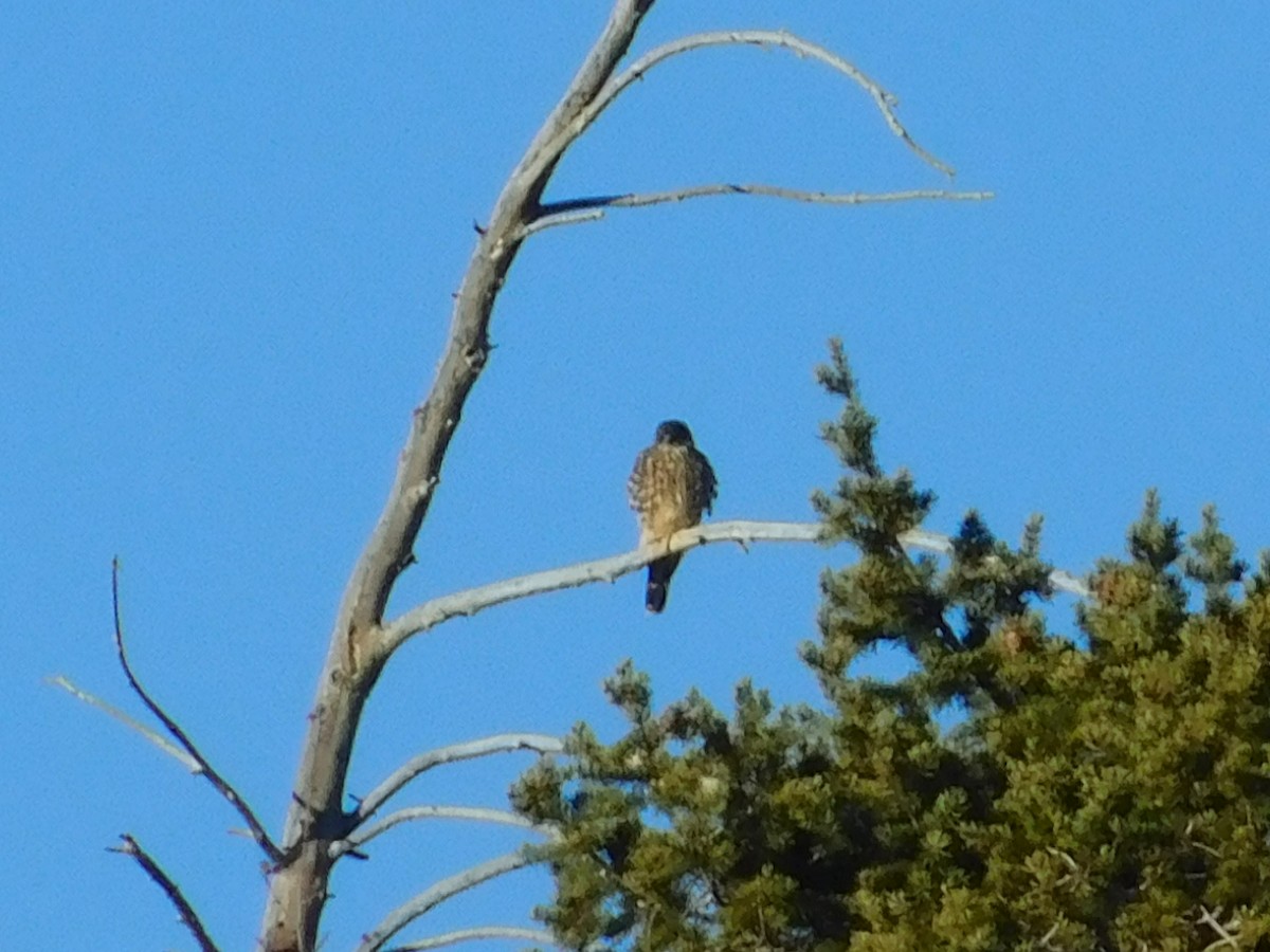 Merlin - ML613349782