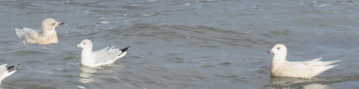 Iceland Gull - ML613349803