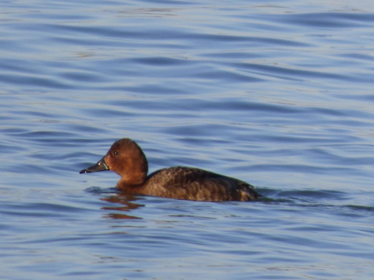 Ferruginous Duck - ML613349813