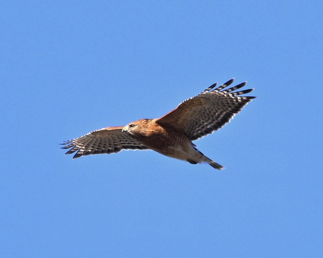 Red-shouldered Hawk - Joe Wujcik