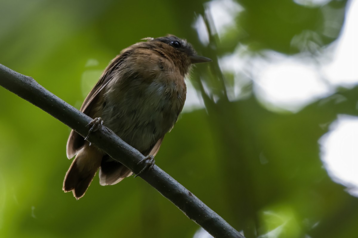 Rufous Gnateater - ML613349830