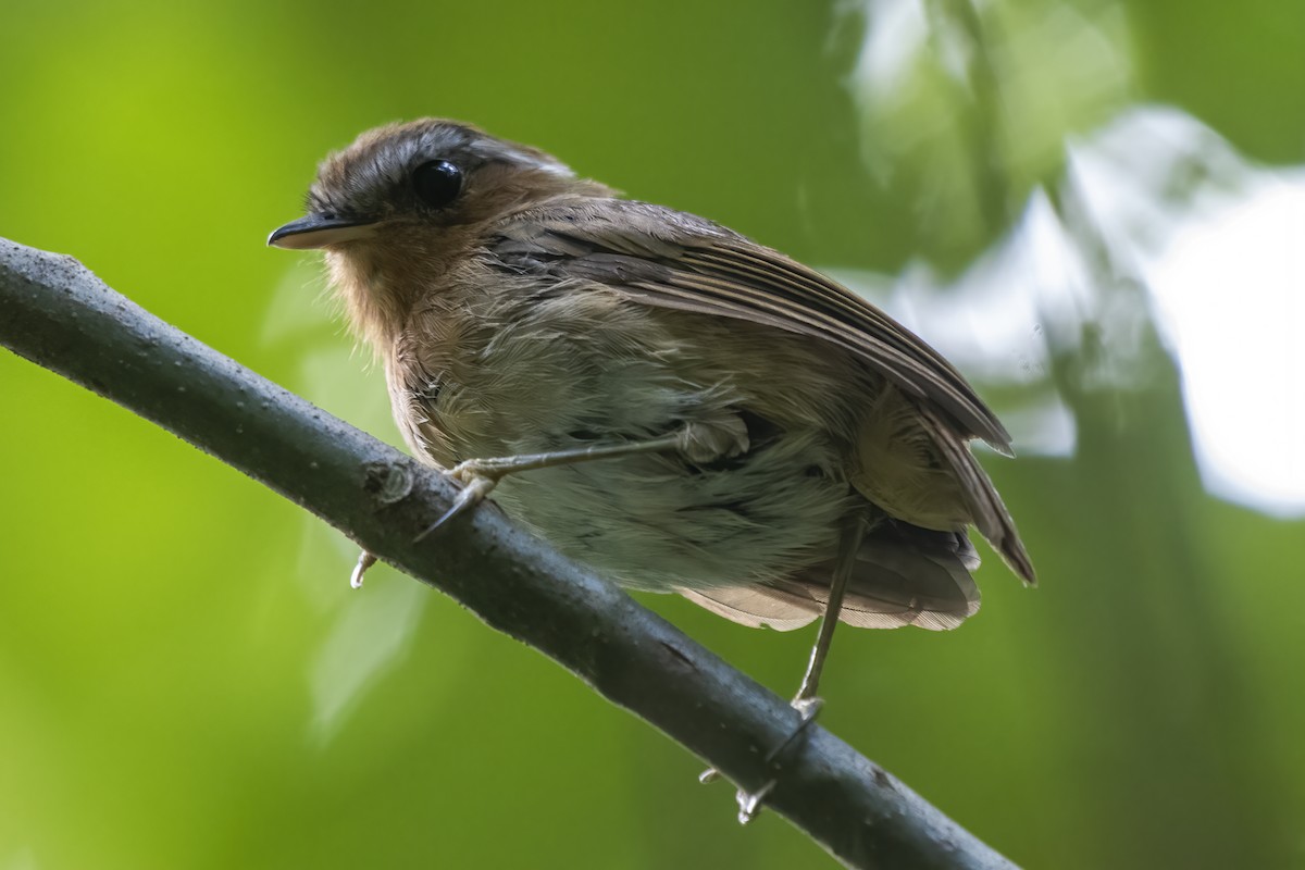 Rufous Gnateater - ML613349831