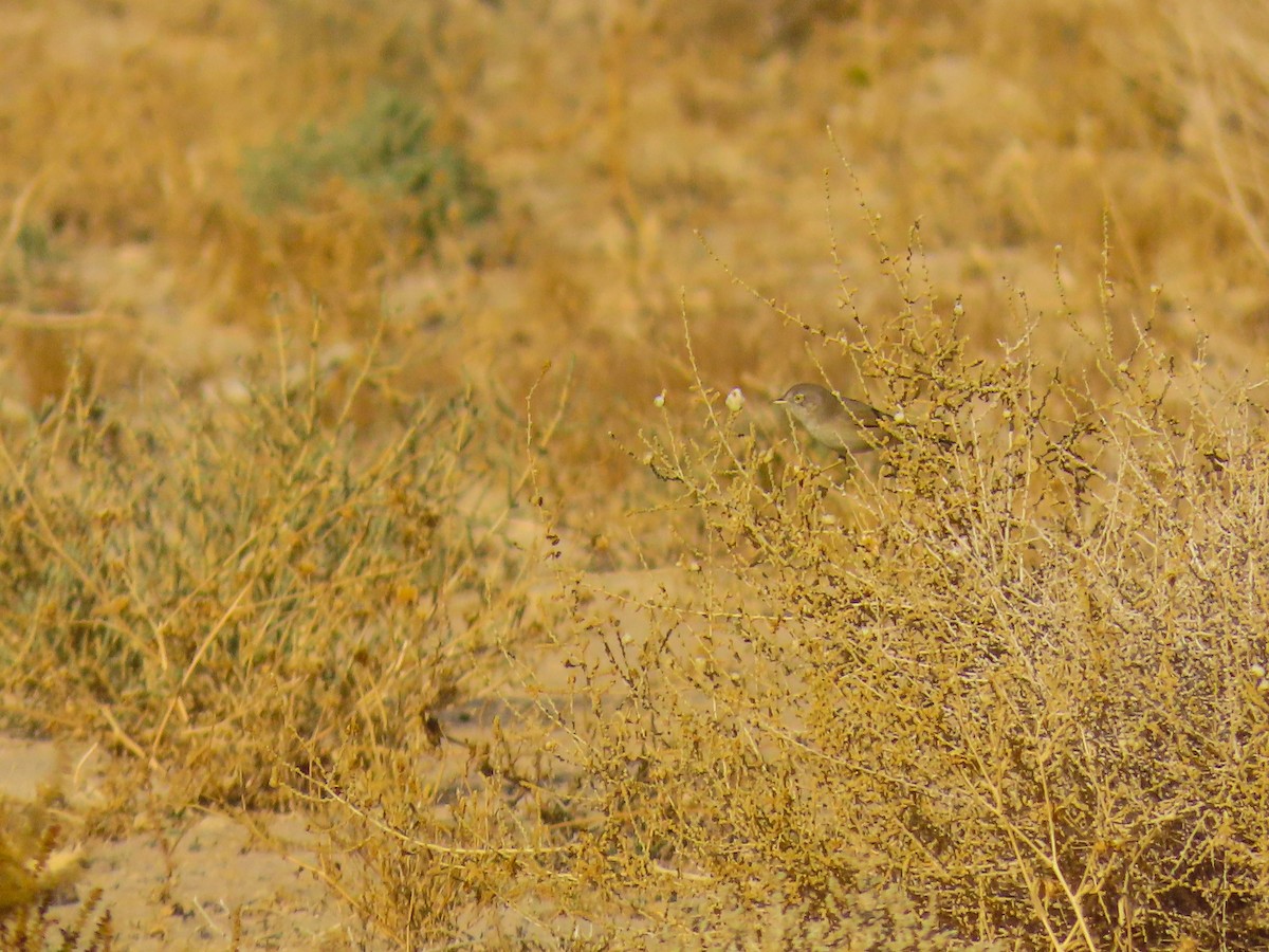 Asian Desert Warbler - ML613349841