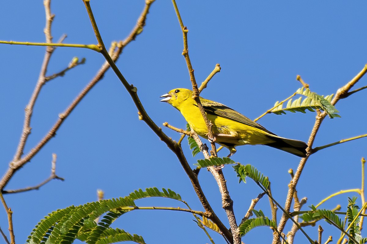 Stripe-tailed Yellow-Finch - ML613349891