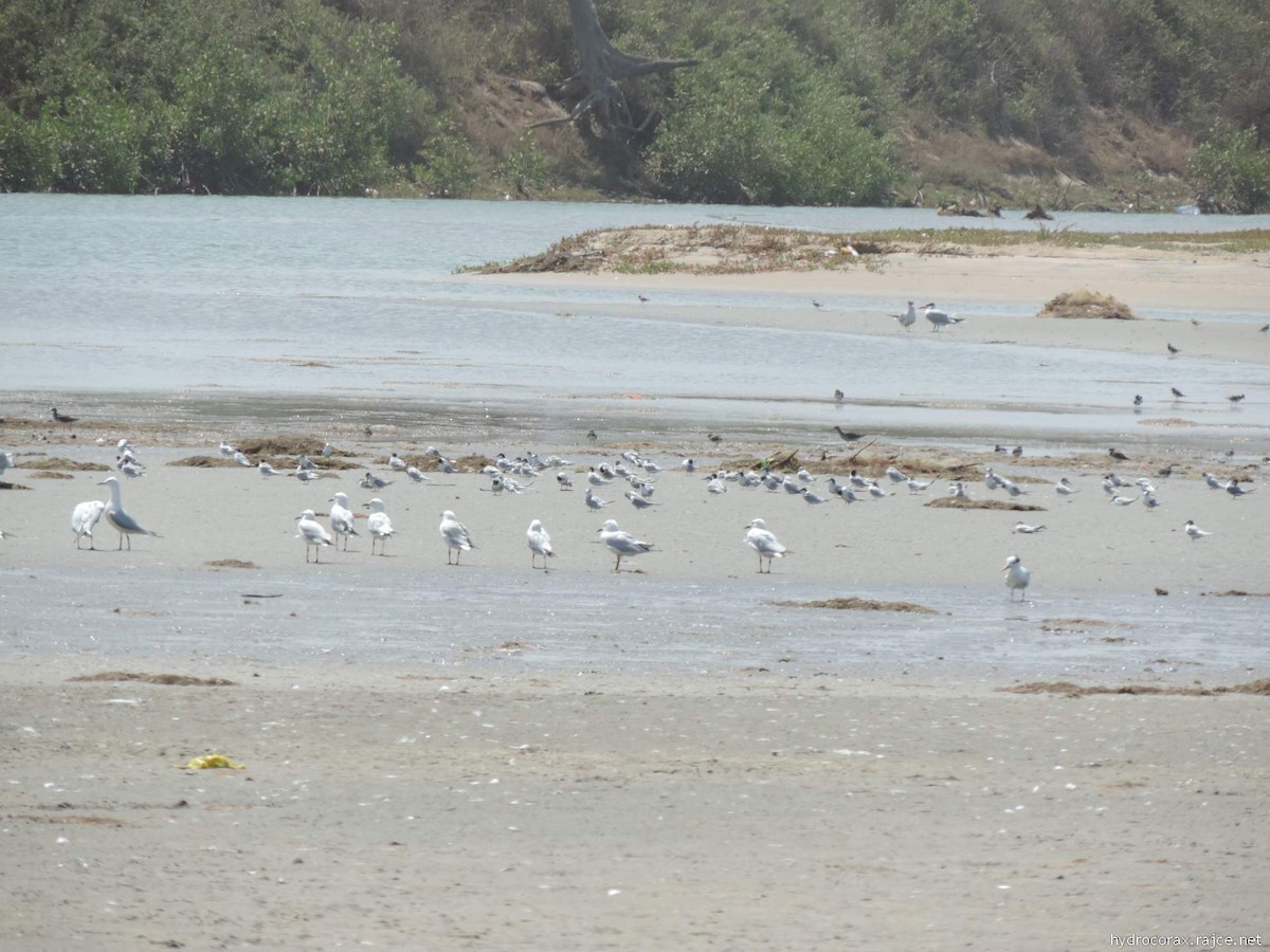 Gray-hooded Gull - ML613349962