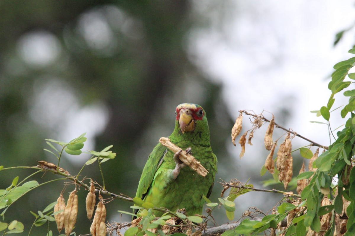 White-fronted Parrot - ML613350033