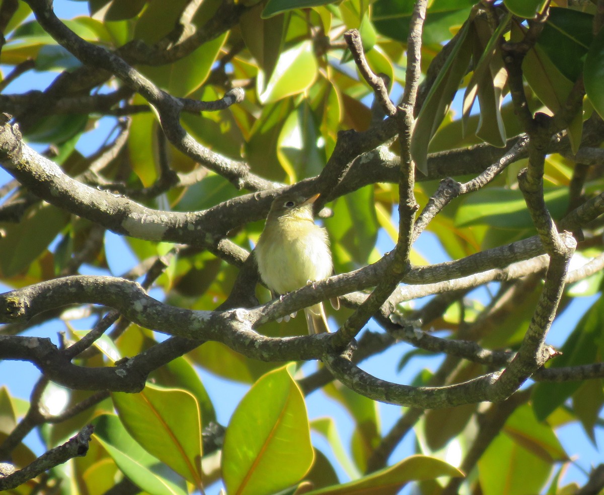 Western Flycatcher - ML613350077