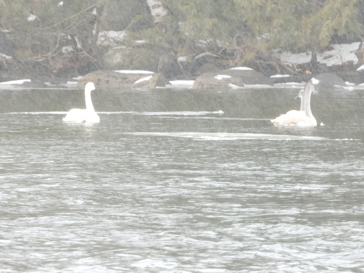 Trumpeter Swan - Patrick Kramer