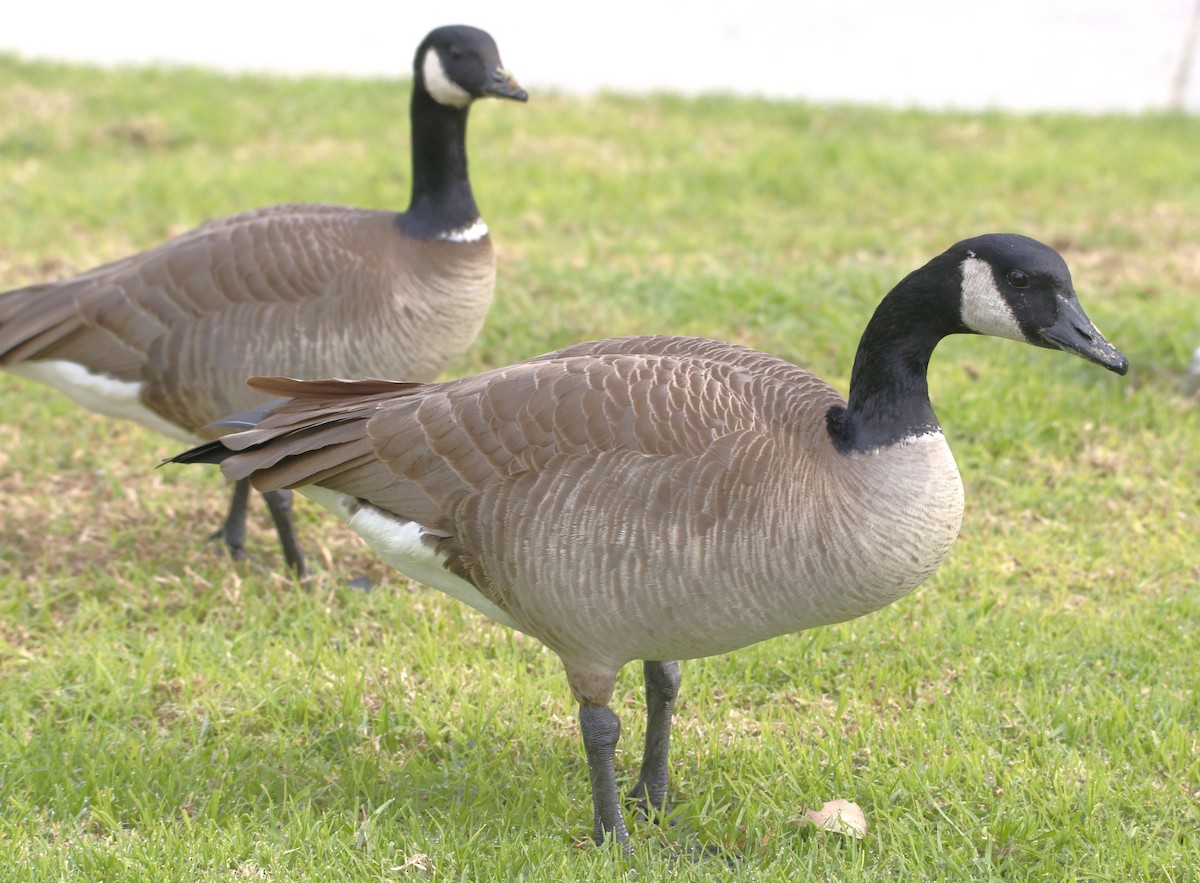 Canada Goose - Barry Spolter