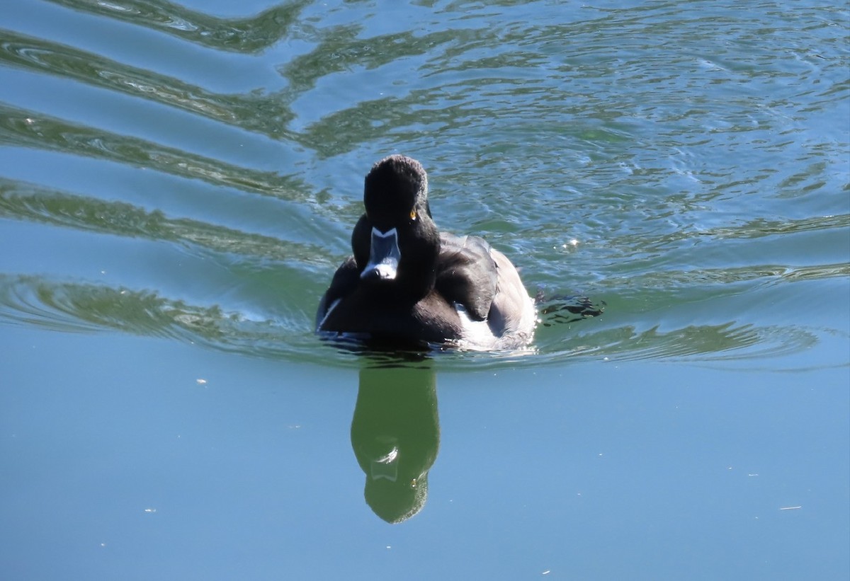 Ring-necked Duck - ML613350345