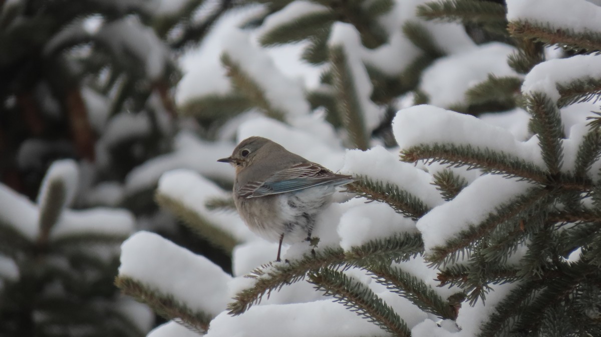 Mountain Bluebird - Howard Lorenz