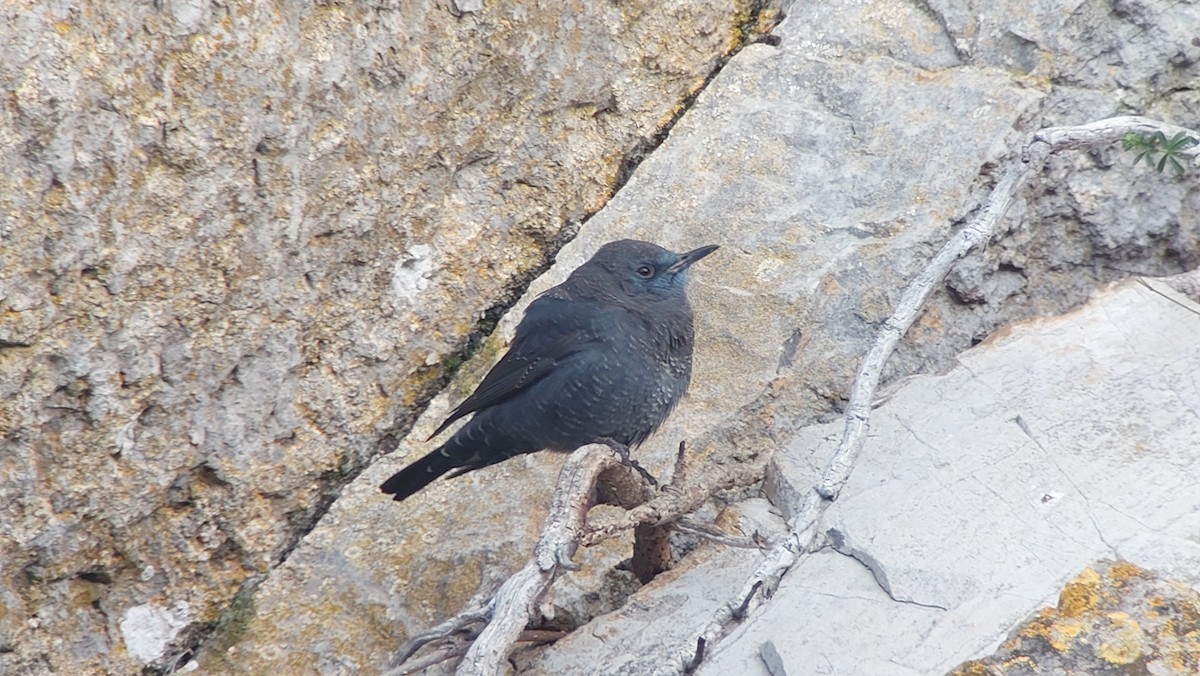 Blue Rock-Thrush - Johannes Jansen