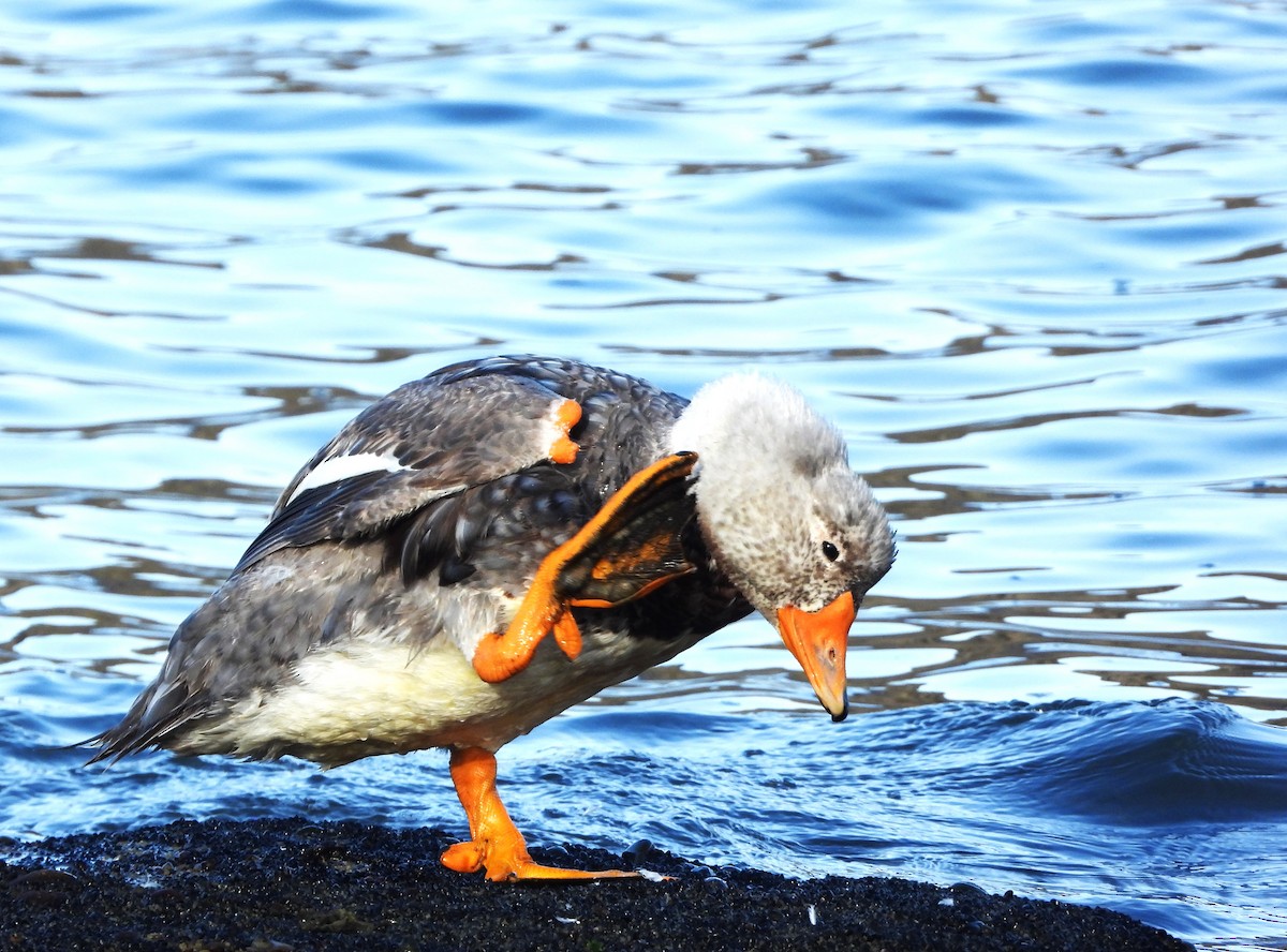 White-headed Steamer-Duck - ML613350482