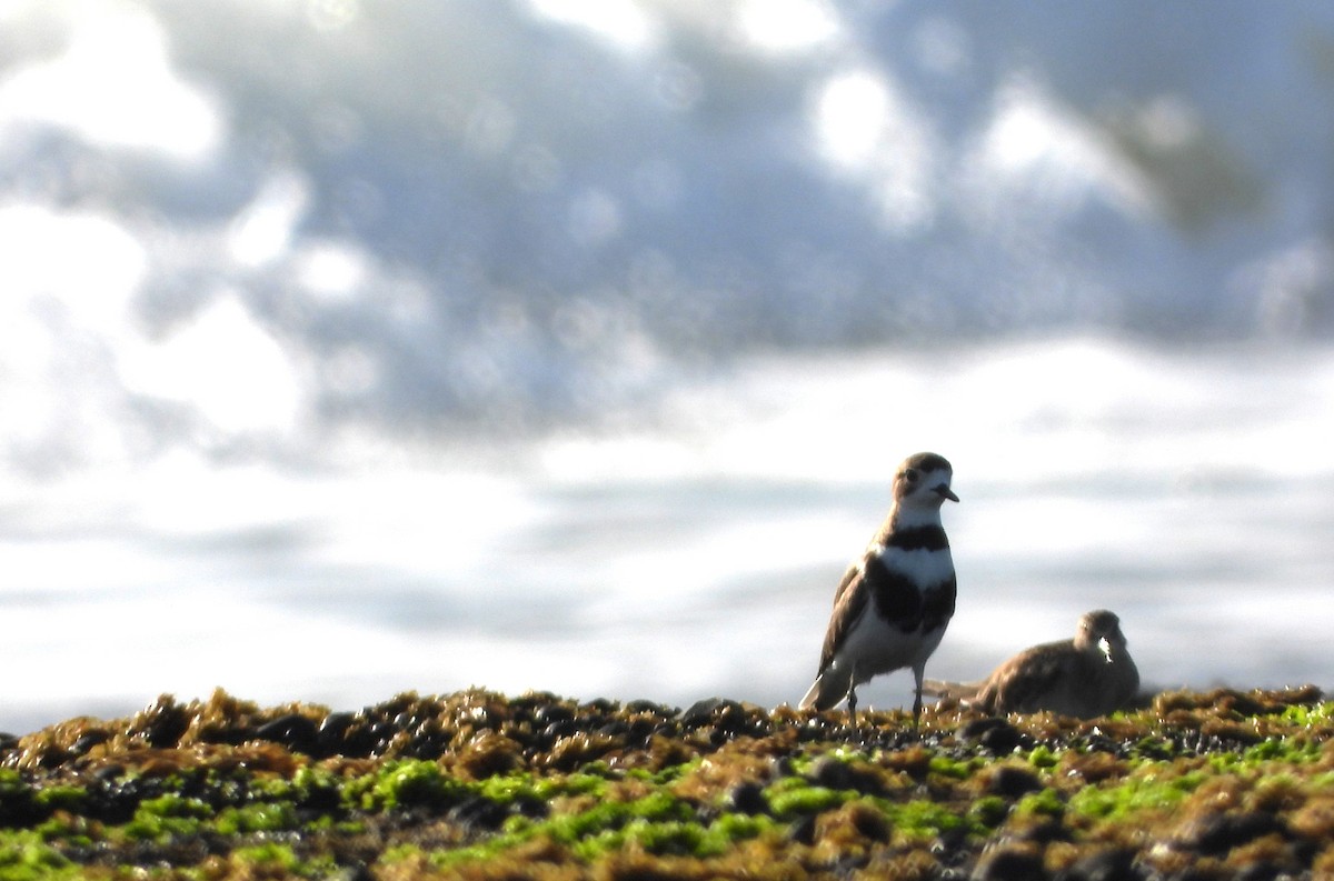 Two-banded Plover - ML613350494