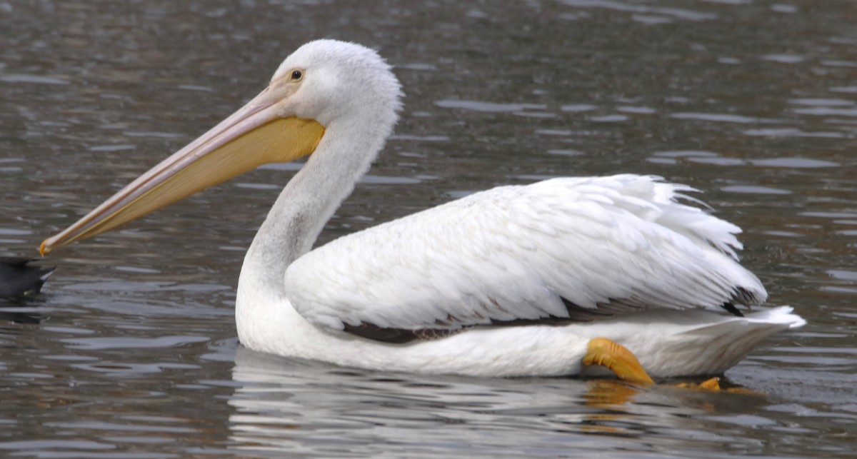American White Pelican - Barry Spolter