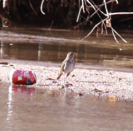 Hermit Thrush - ML613350573