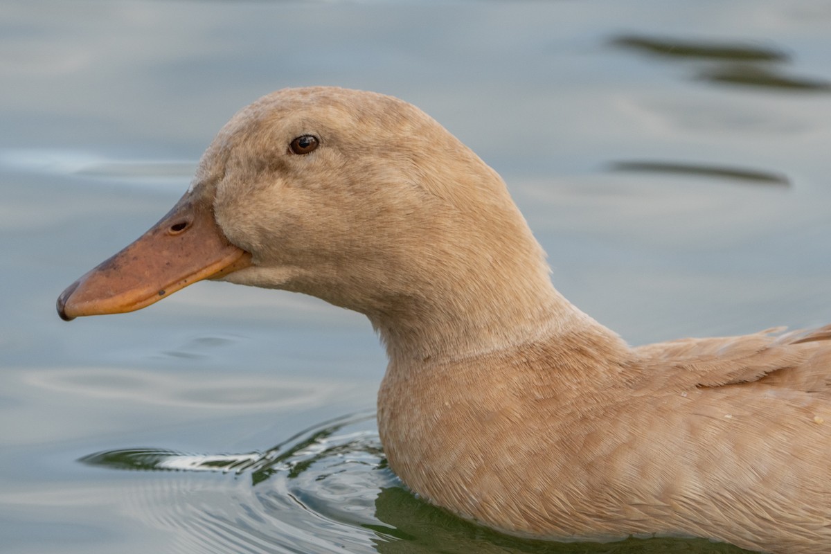 Mallard (Domestic type) - ML613350585