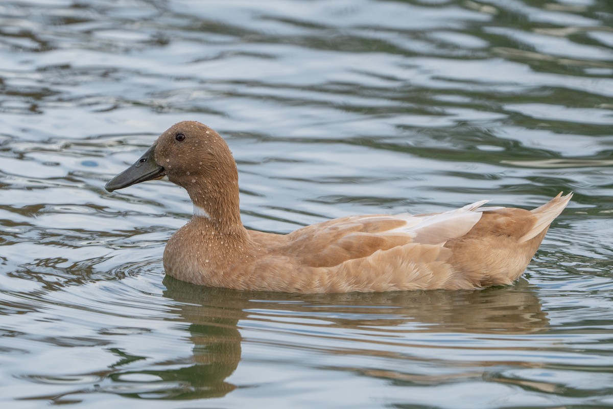 Mallard (Domestic type) - Sophie Cameron