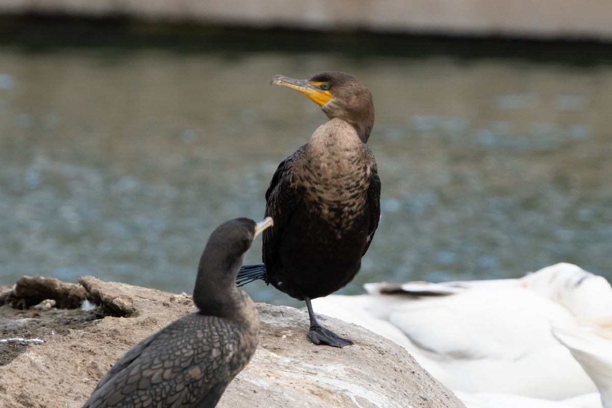 Double-crested Cormorant - ML613350620