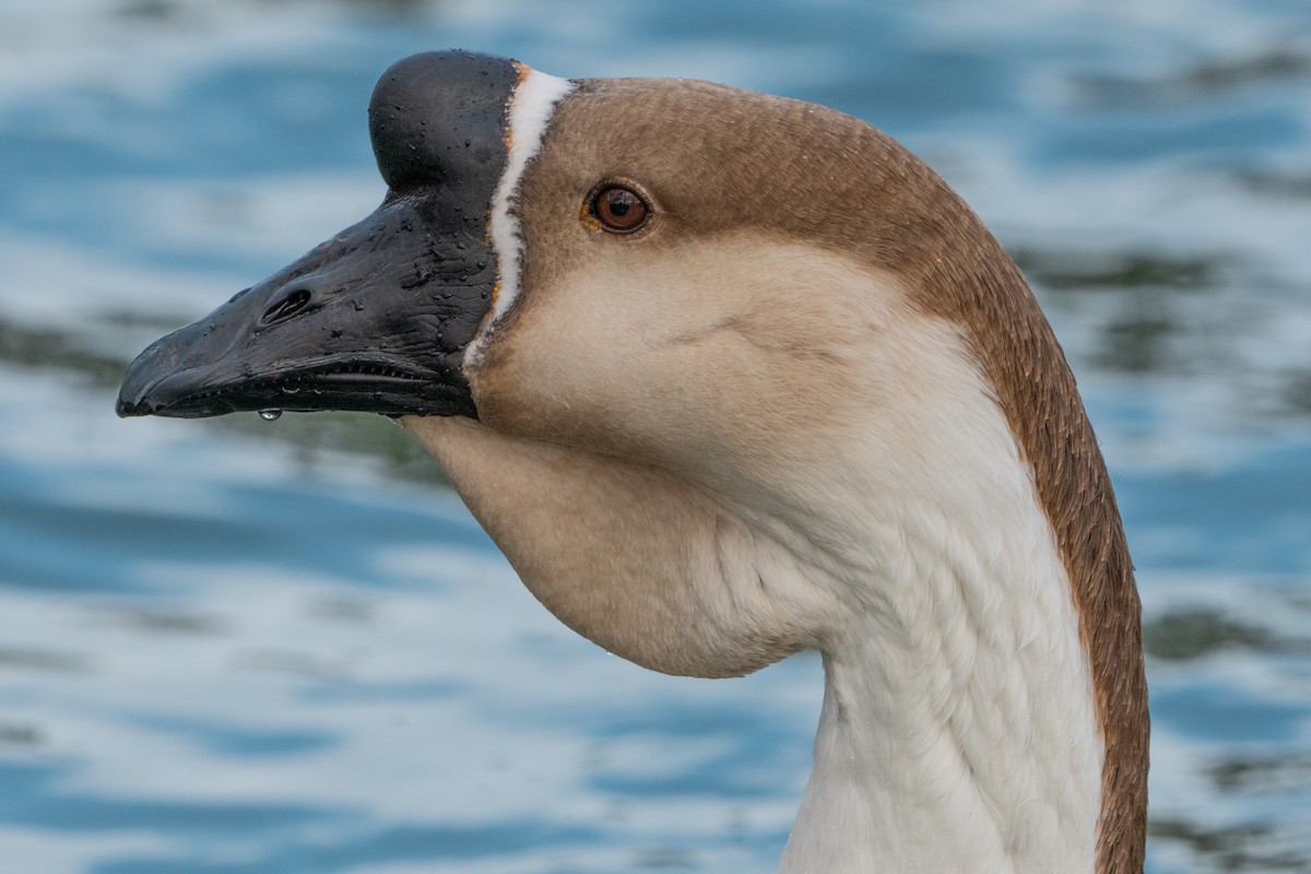 Domestic goose sp. (Domestic type) - ML613350639