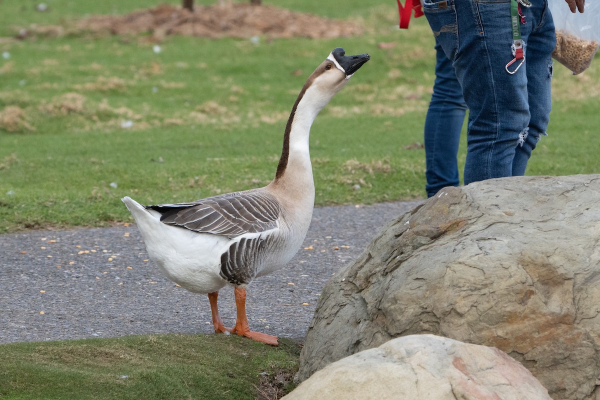 Domestic goose sp. (Domestic type) - ML613350641