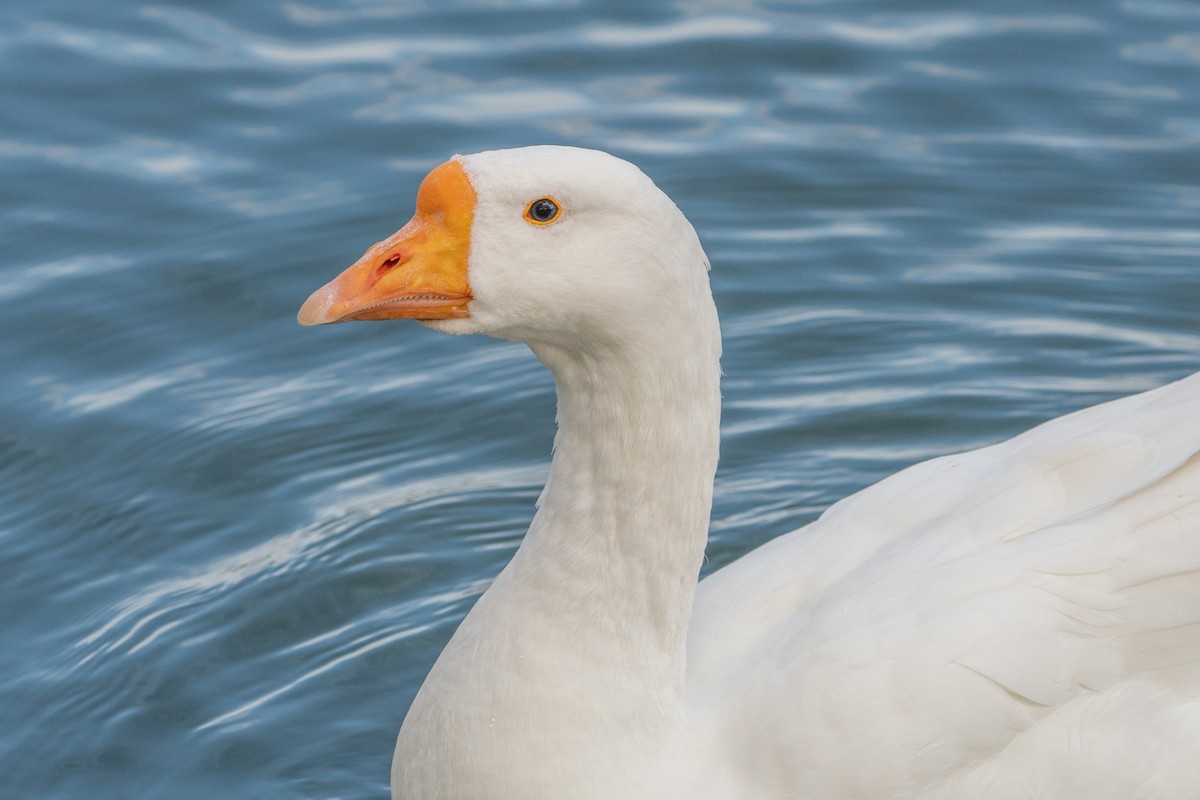 Domestic goose sp. (Domestic type) - ML613350643