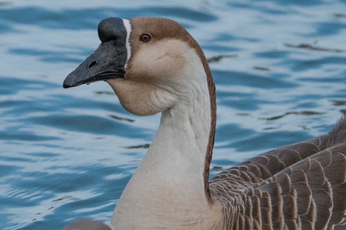 Domestic goose sp. (Domestic type) - ML613350645