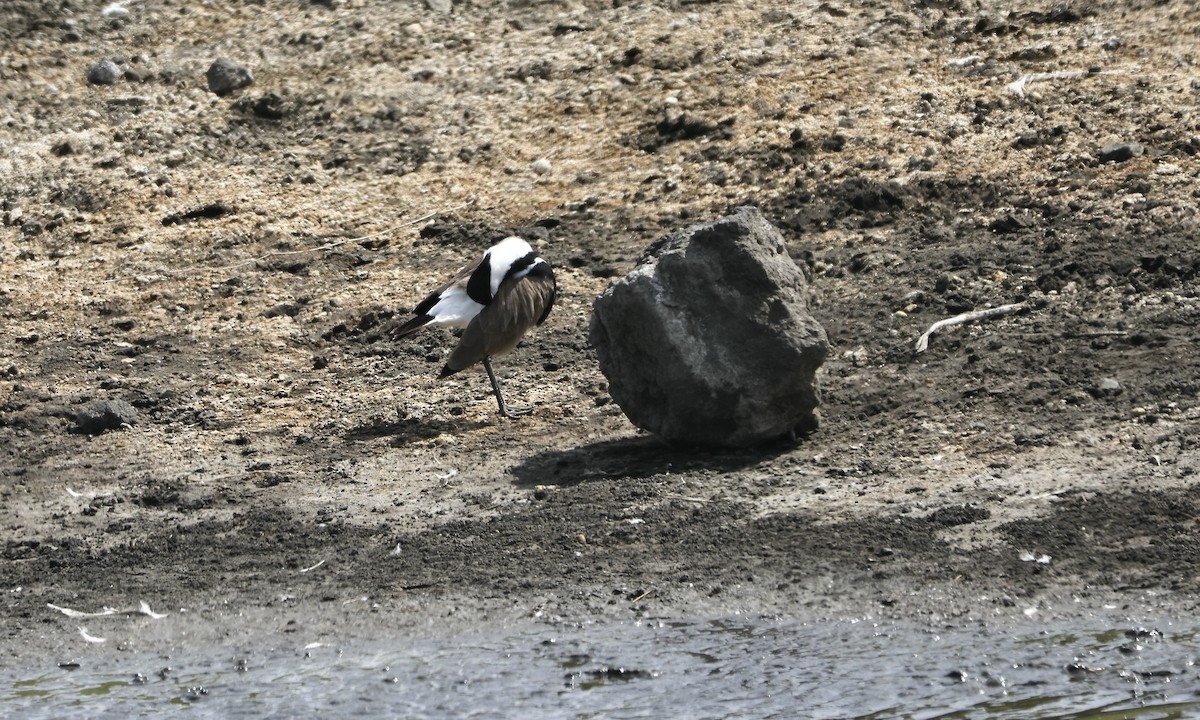 Spur-winged Lapwing - ML613350671