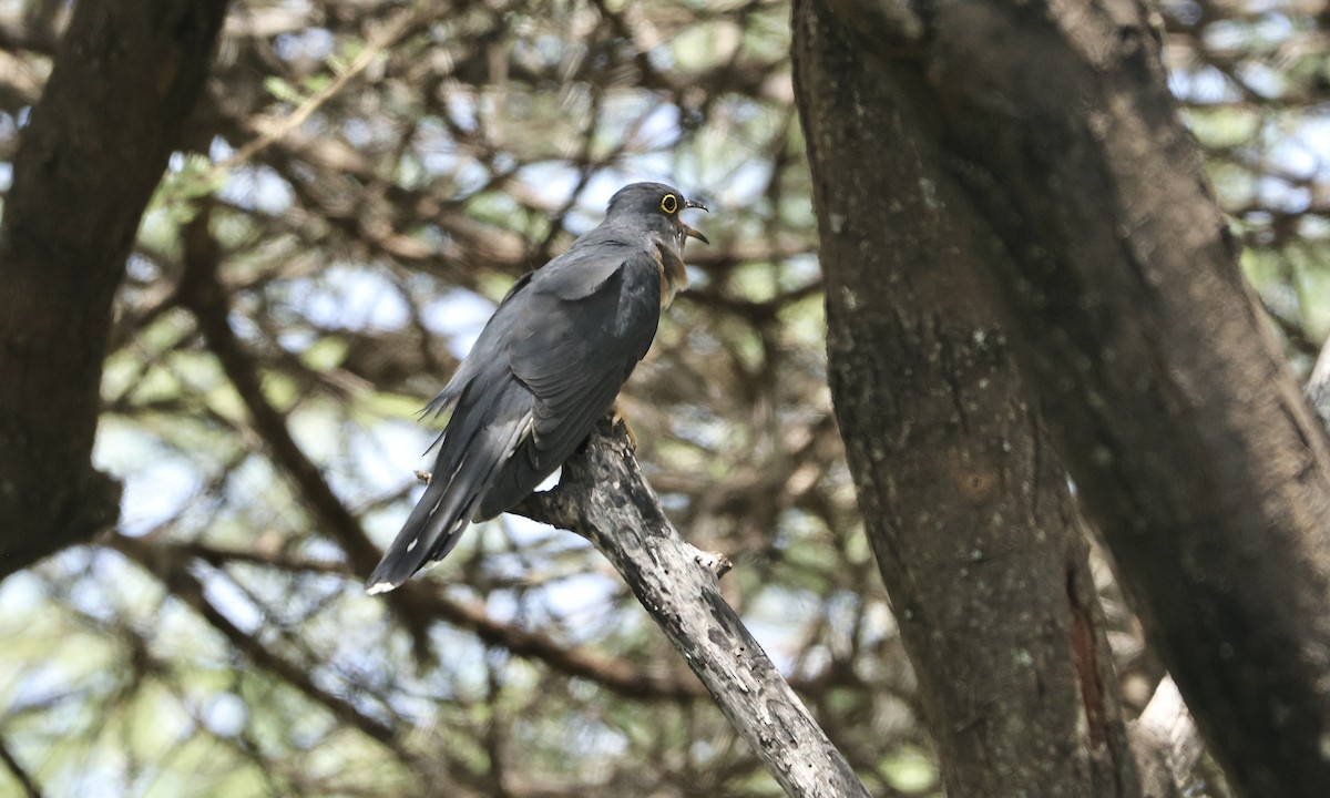 Red-chested Cuckoo - ML613350761