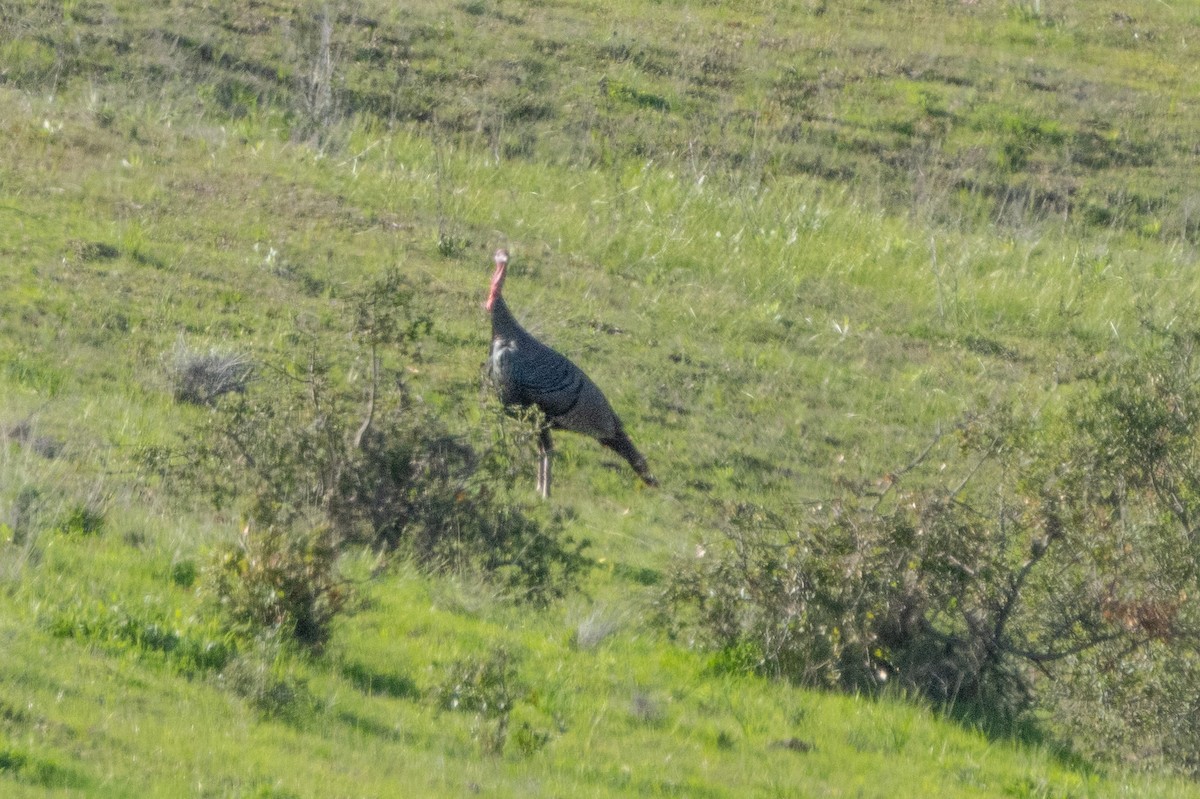 Wild Turkey - ML613350772