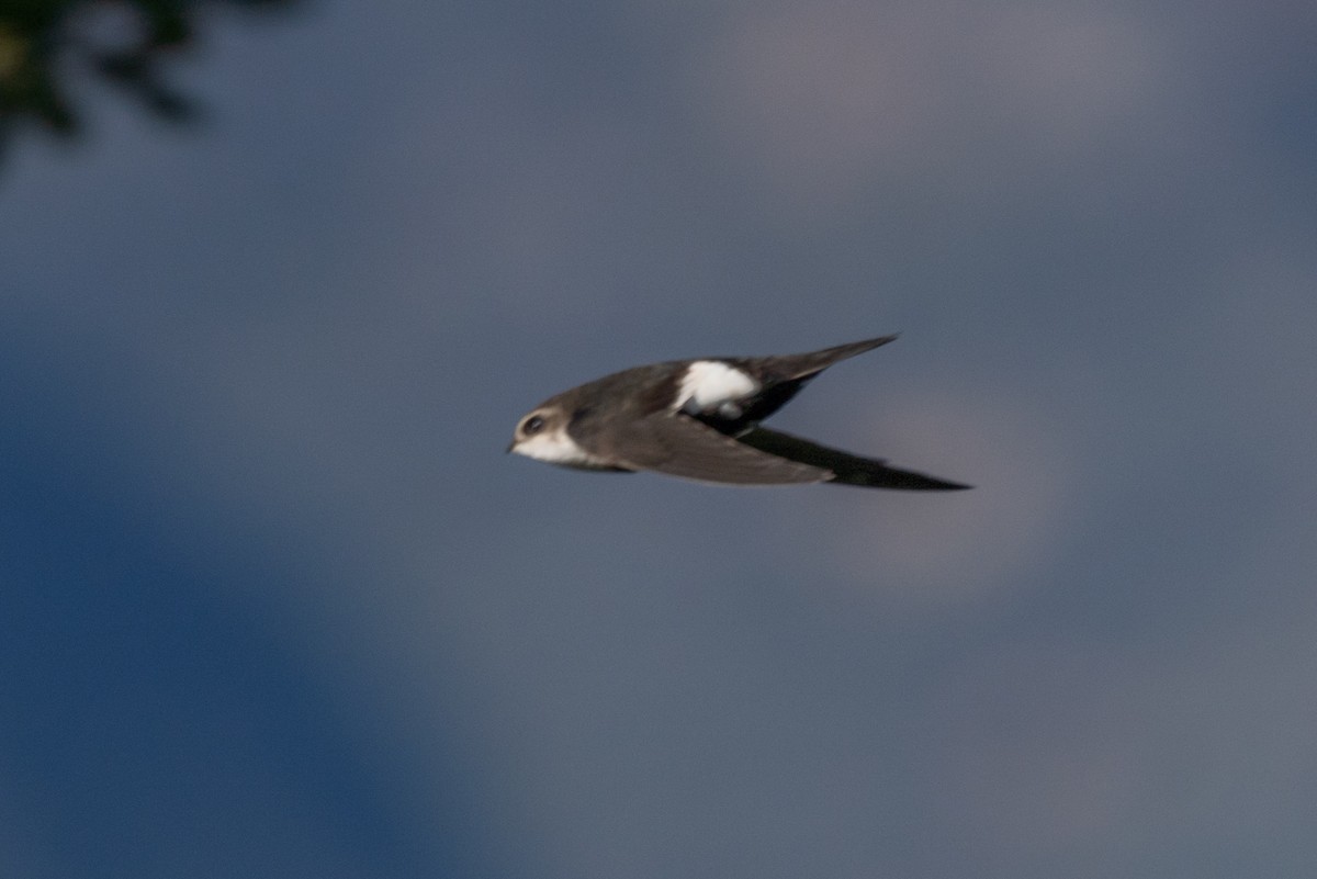 White-throated Swift - ML613350782