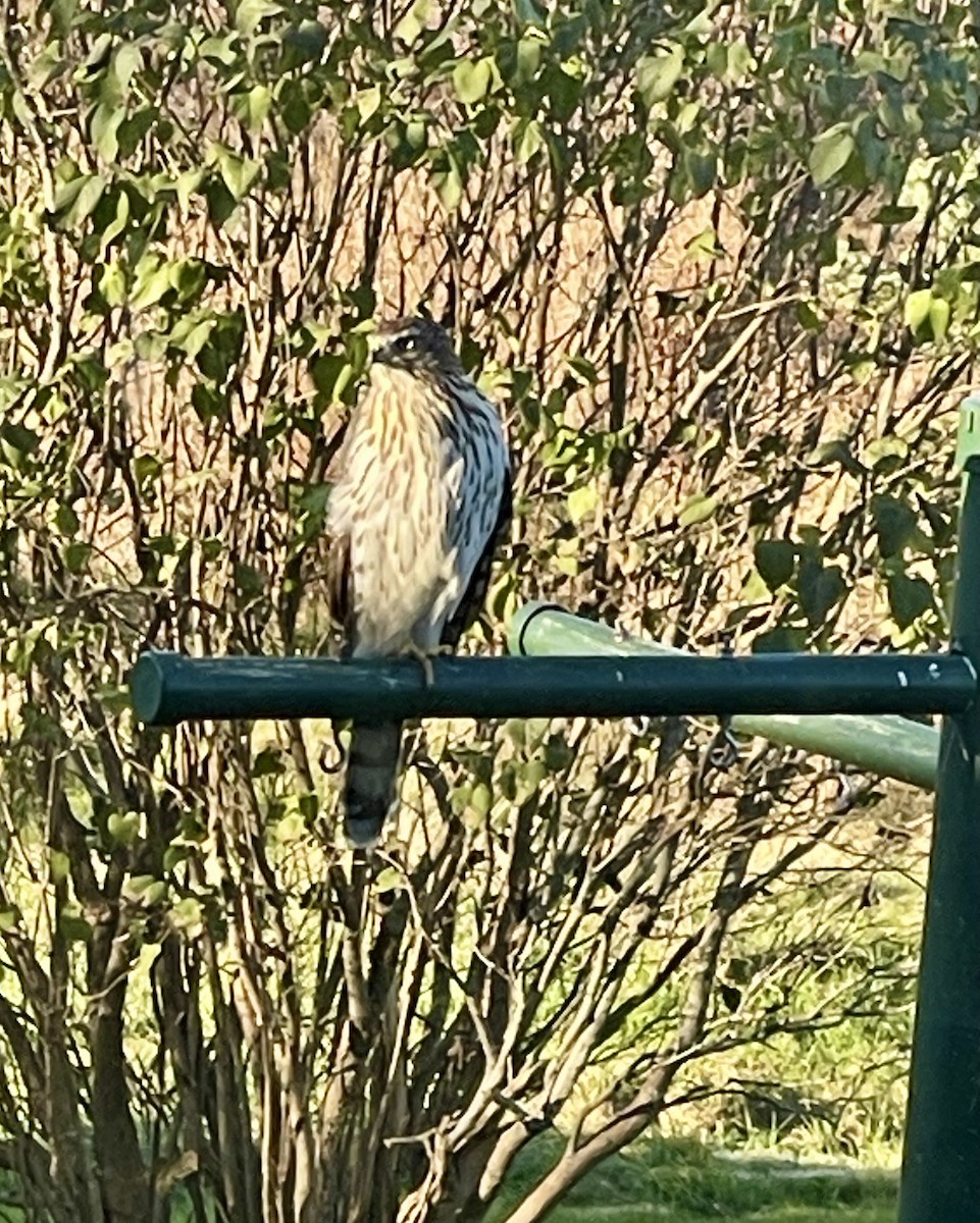 Cooper's Hawk - ML613350945