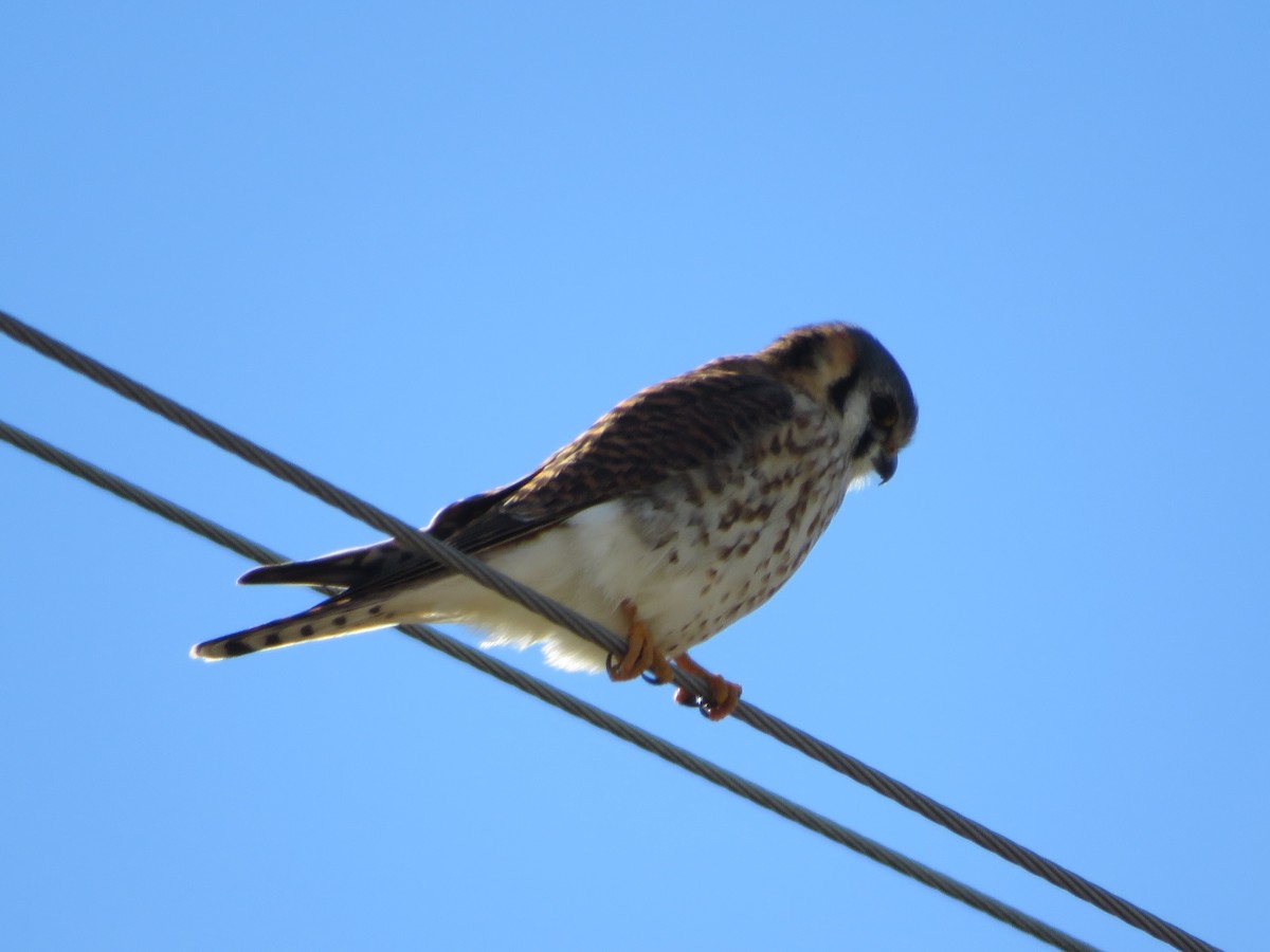 American Kestrel - ML613351048