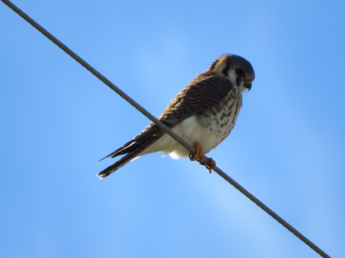 American Kestrel - ML613351049