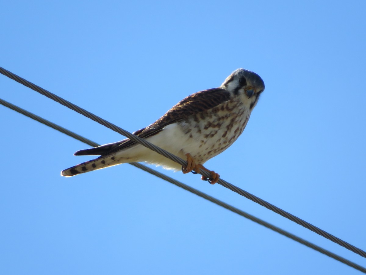 American Kestrel - ML613351050