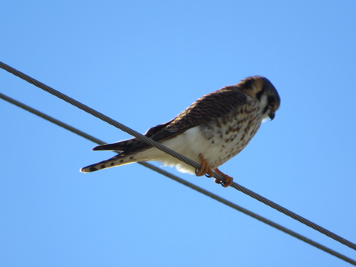 American Kestrel - ML613351055