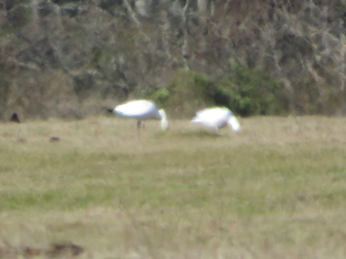 Snow Goose - ML613351088