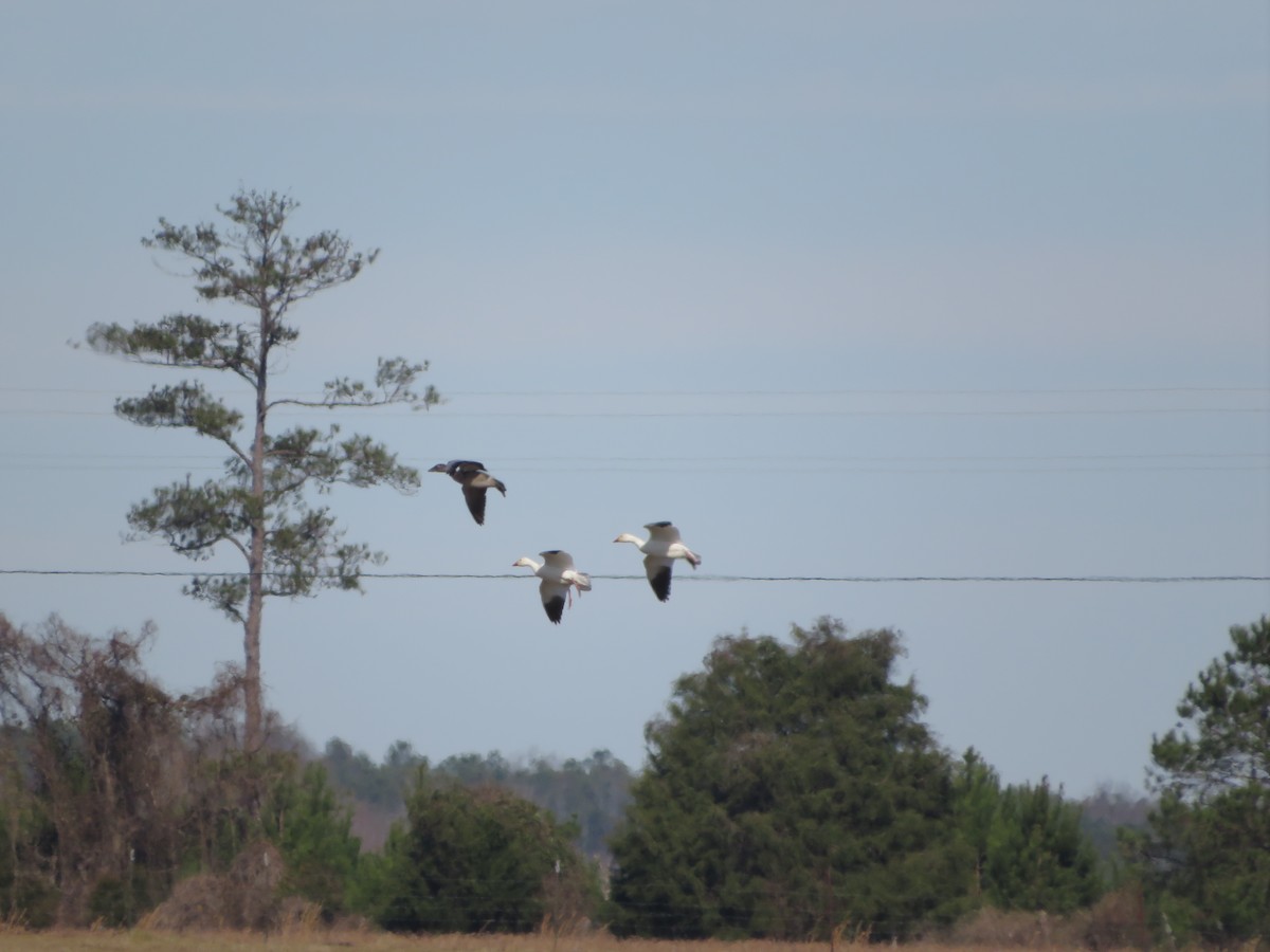 Snow Goose - ML613351089