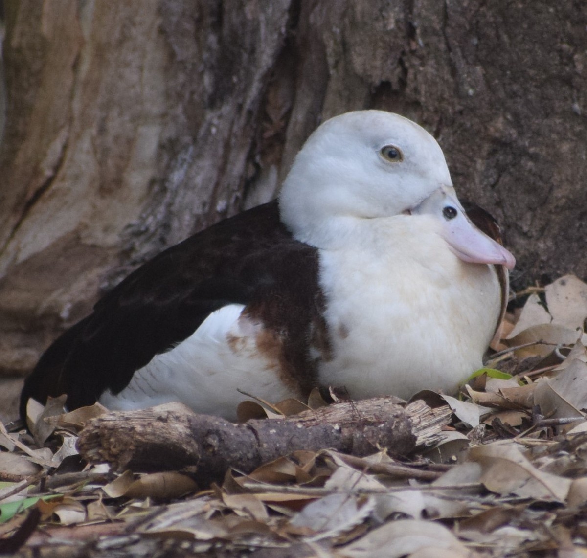 Radjah Shelduck - ML613351111