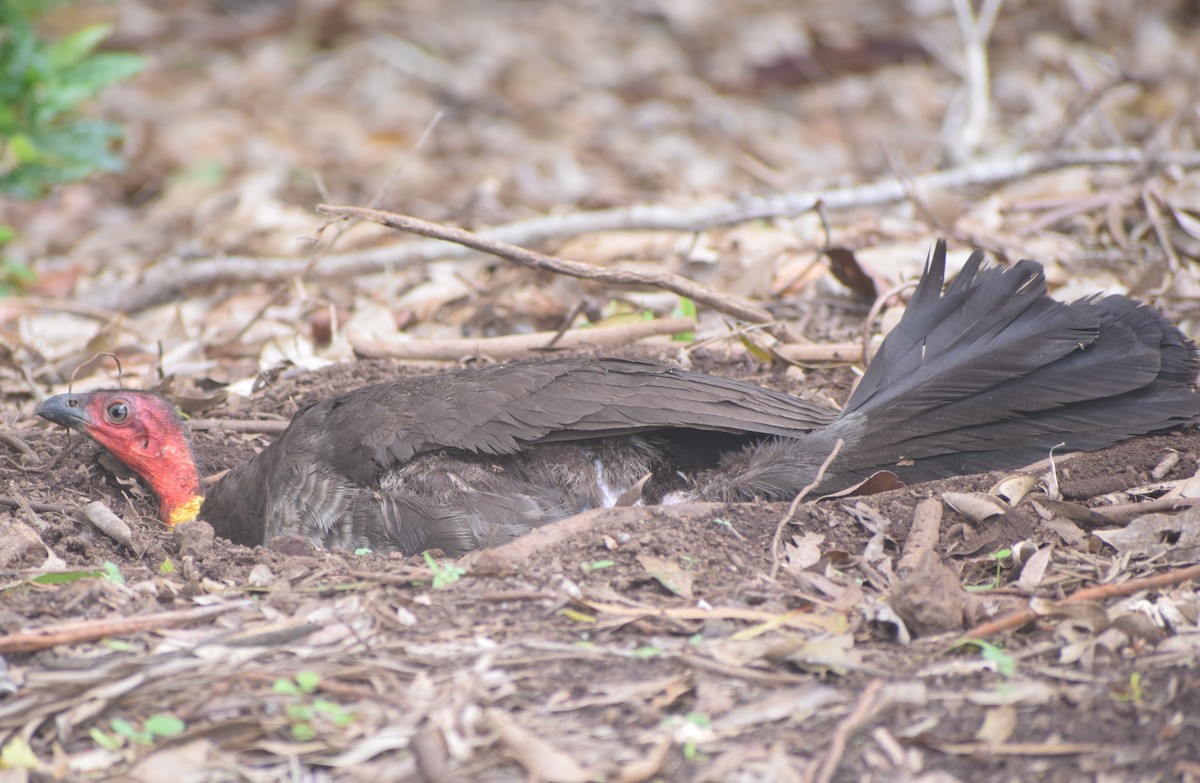 Australian Brushturkey - ML613351116