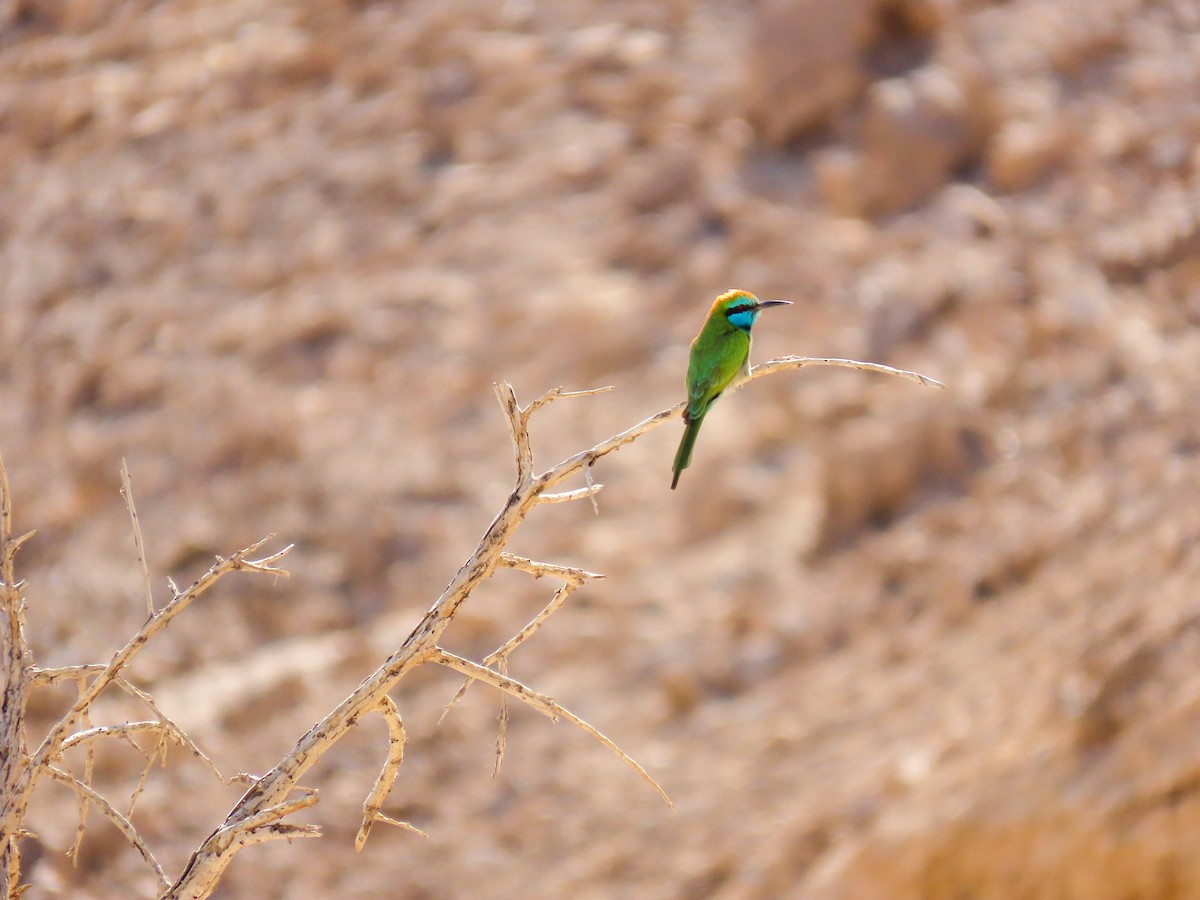 Arabian Green Bee-eater - ML613351145