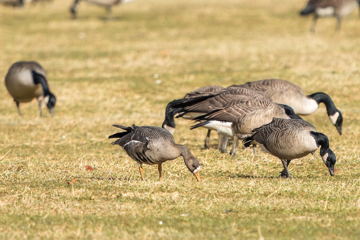 Greater White-fronted Goose - ML613351153