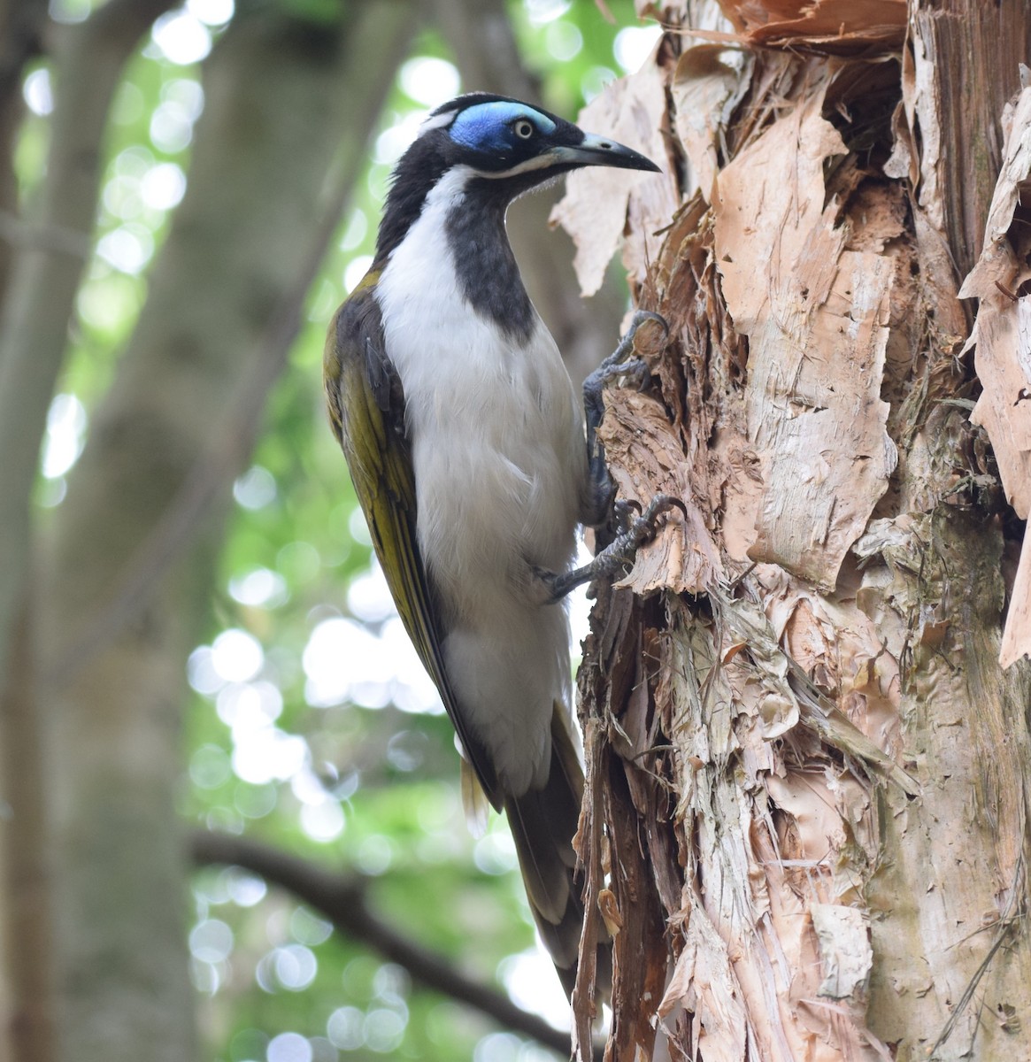 Blue-faced Honeyeater - ML613351156