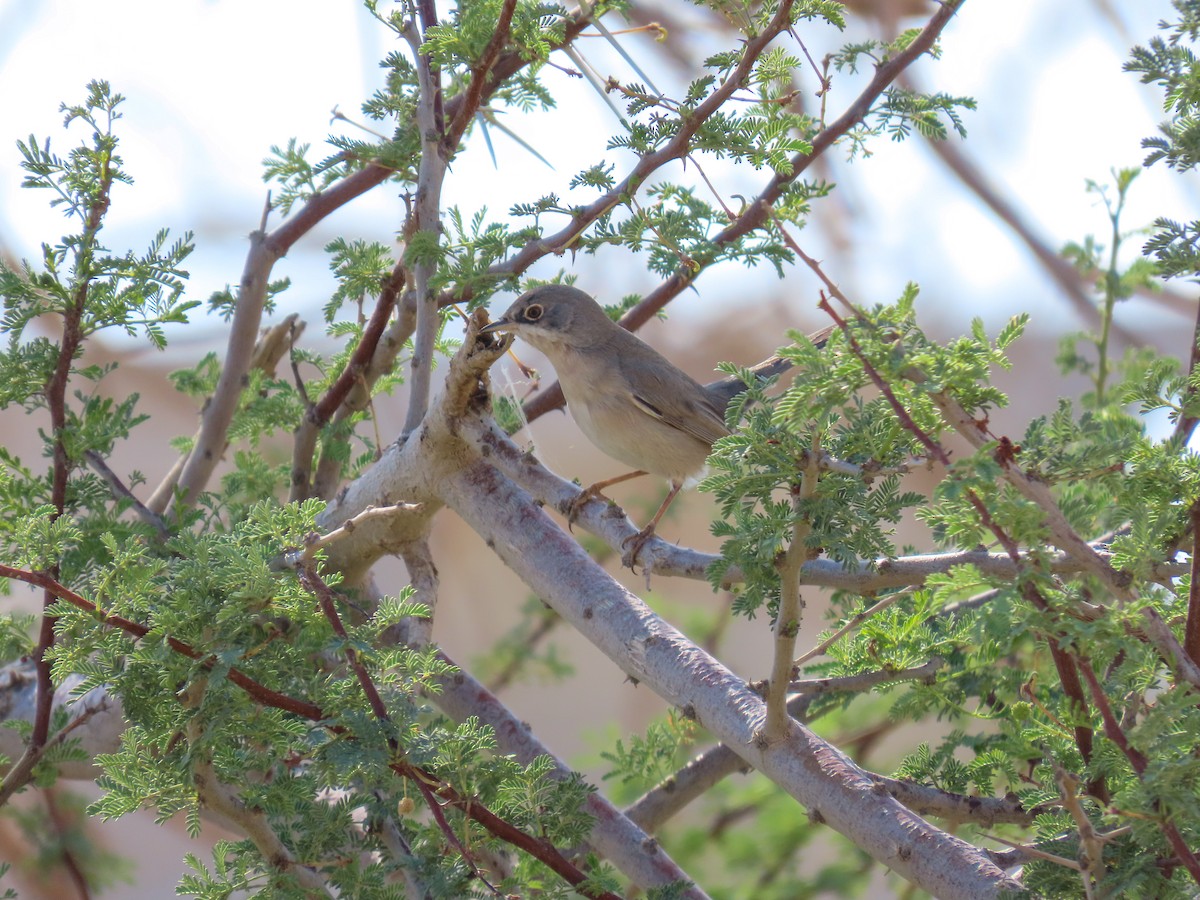 Menetries's Warbler - ML613351157