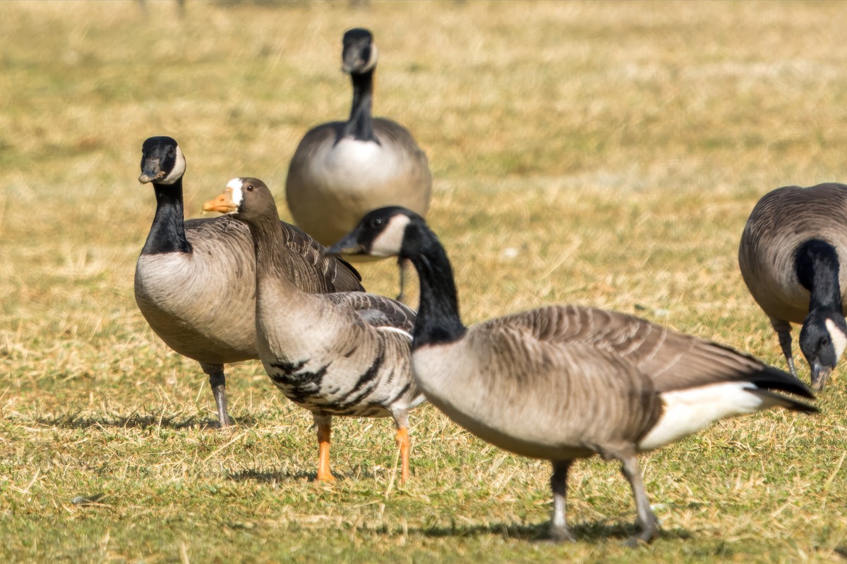 Greater White-fronted Goose - ML613351184