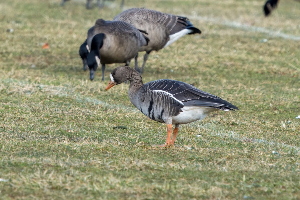 Greater White-fronted Goose - ML613351187