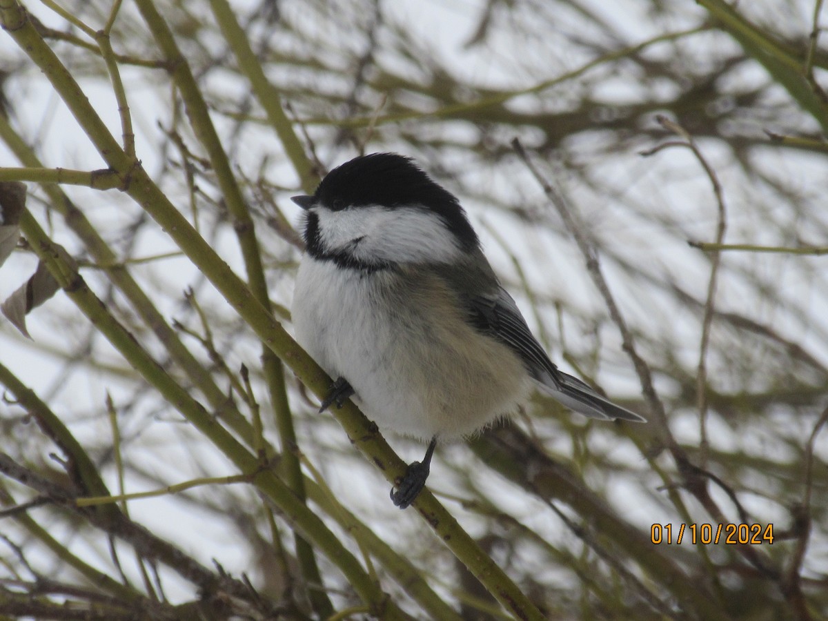 Black-capped Chickadee - ML613351191