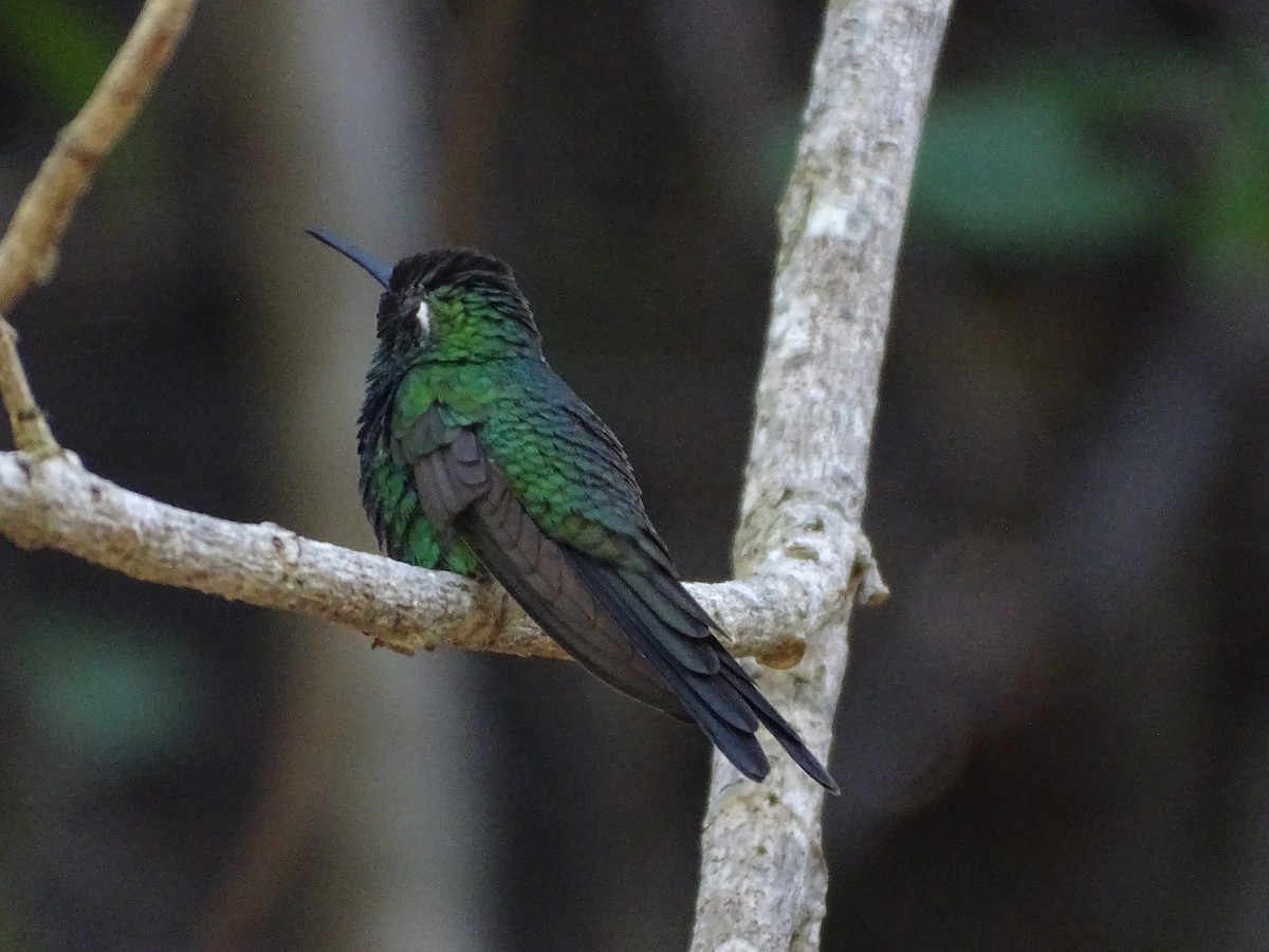 Cuban Emerald - ML613351219